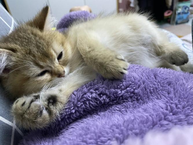 强壮公弄得我次次高潮口述(强壮公猫的繁殖技巧:提升猫咪生育能力与后代健康) 强壮公弄得我次次高潮口述(强壮公猫的繁殖技巧:提升猫咪生育能力与后代健康)