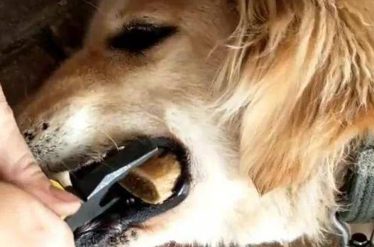 家狗狗卡在我里面痛怎么办(“家狗狗卡住疼痛：紧急处理与预防措施”)