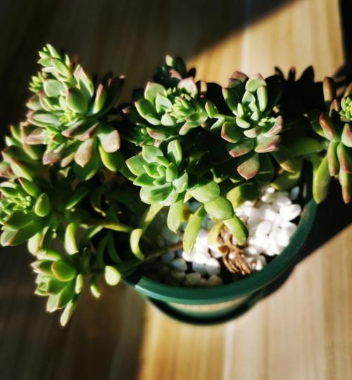 大尺寸小黄说说1000字多肉(大尺寸多肉植物：小黄说1000字详细养护指南)