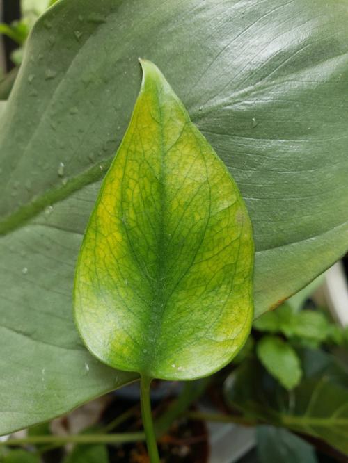 大尺寸小黄说说1000字多肉(大尺寸多肉植物：小黄说1000字详细养护指南)