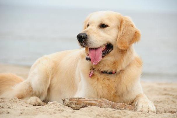 与自己养的金毛做了五天(金毛五天的亲密相处:与自己养的金毛共度时光的温馨体验) 与自己养的金毛做了五天(金毛五天的亲密相处:与自己养的金毛共度时光的温馨体验)