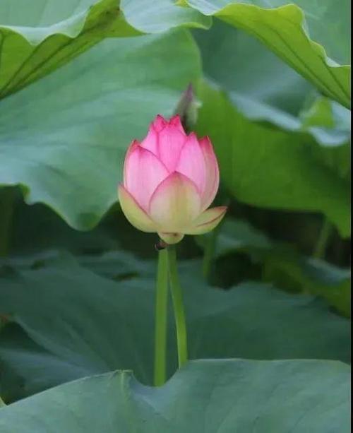 女人半夜莲花开是什么意思(女人半夜莲花开：揭秘其神秘含义与象征)