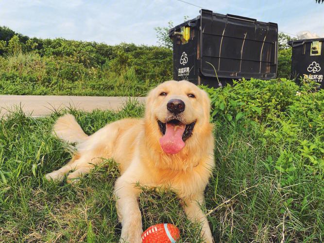 和我家金毛一晚上4次(金毛犬的夜间行为：4次的详细解析)