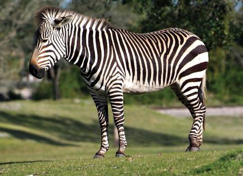 最新的美国ZOOM动物(最新的美国ZOOM动物：深入探索与互动)