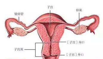 太多了子宫装不下了(“子宫空间不足：详细说明如何有效解决”)