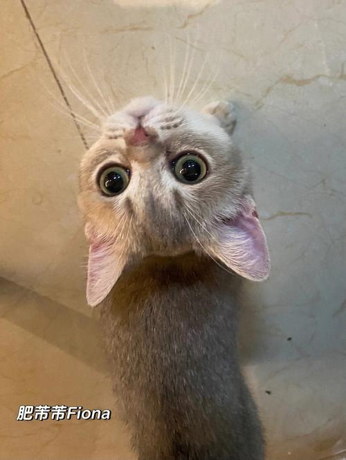 岳的又大又肥水又多毛浓(岳的又大又肥水又多毛浓:探索其独特魅力与价值) 岳的又大又肥水又多毛浓(岳的又大又肥水又多毛浓:探索其独特魅力与价值)