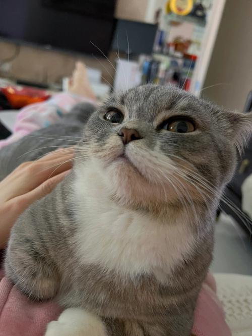 强壮公弄得我次次高潮口述(强壮公猫的繁殖技巧:提升猫咪生育能力与后代健康) 强壮公弄得我次次高潮口述(强壮公猫的繁殖技巧:提升猫咪生育能力与后代健康)