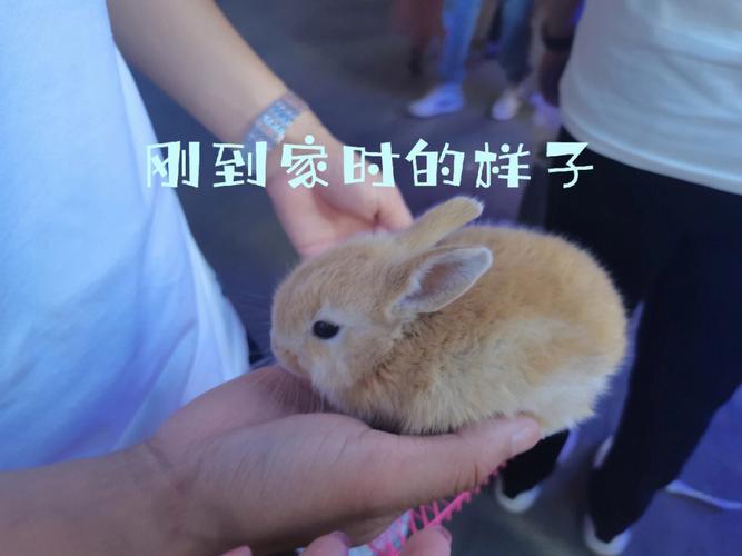 衣服一扯小兔子出来了(“衣服一扯小兔子出来了：揭秘时尚与萌宠的完美结合”)
