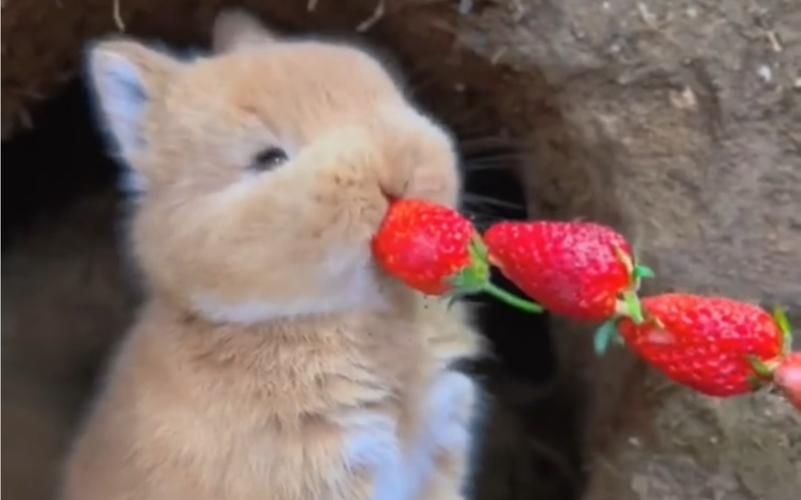 男朋友吃我的小兔子图片(小兔子图片：男朋友的趣味摄影技巧)