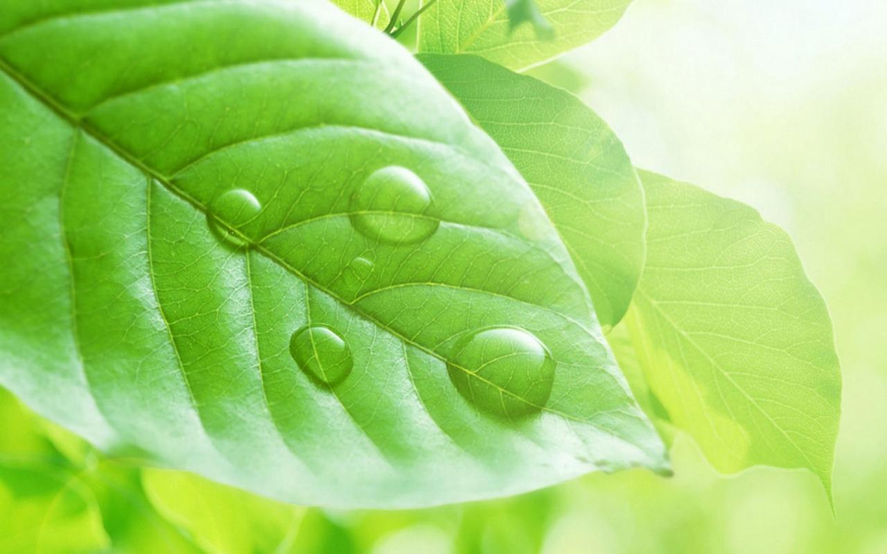 最近很火的绿色壁纸(纯绿色壁纸 全屏)