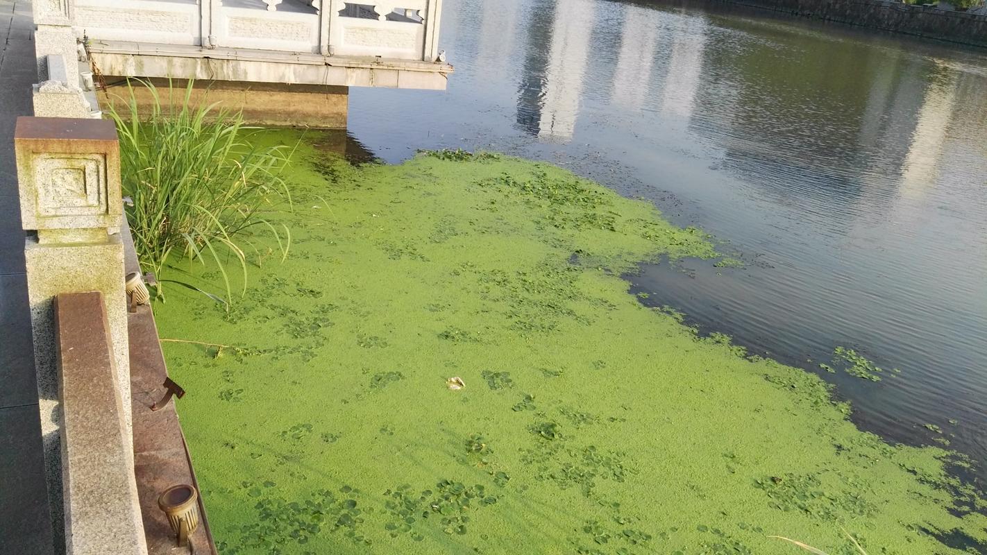 绿坝是什么意思(绿坝现状)