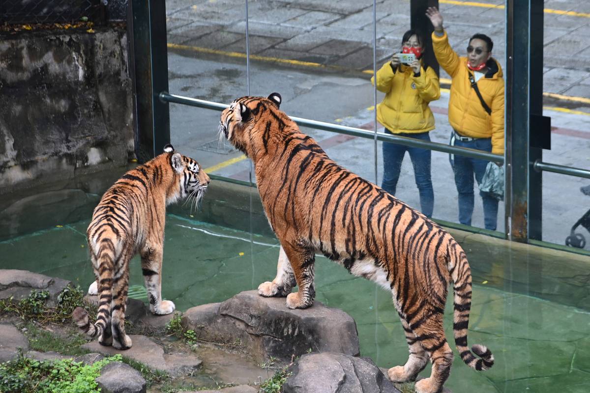 莱园中有特马打一生肖(莱园马戏团,动物表演精彩纷呈) 莱园中有特马打一生肖(莱园马戏团,动物表演精彩纷呈)