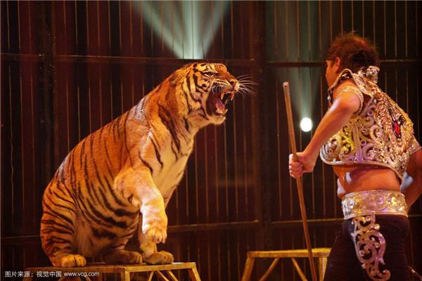 莱园中有特马打一生肖(莱园马戏团,动物表演精彩纷呈) 莱园中有特马打一生肖(莱园马戏团,动物表演精彩纷呈)