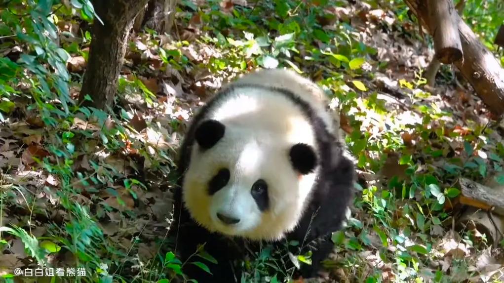 白姐三肖三码期期准四年233(白姐三肖三码期期准四年,免费提供公式) 白姐三肖三码期期准四年233(白姐三肖三码期期准四年,免费提供公式)