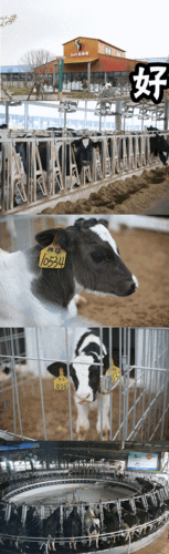 奶牛APP福引导网站(男的插曲女的下面免费APP)