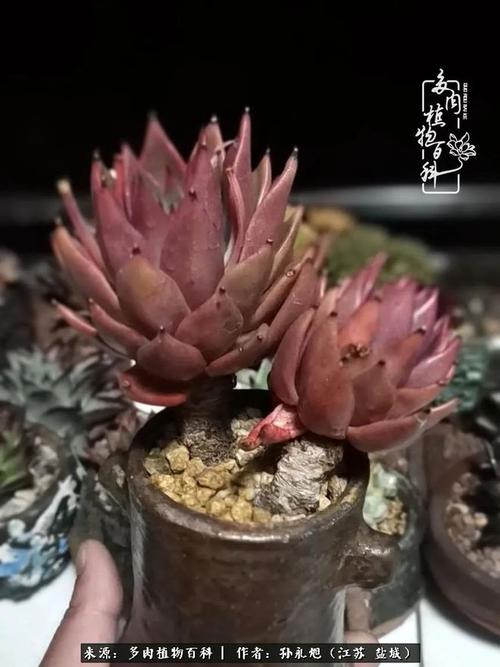 大尺寸的小黄说字多肉有哪些(大怪兽大战超银河传说国语)