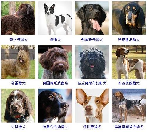 狗狗品种大全(怎么知道狗狗的品种)
