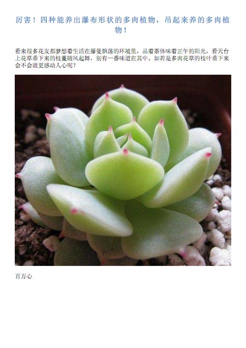 大尺寸的小黄说字多肉有哪些(大怪兽大战超银河传说国语)