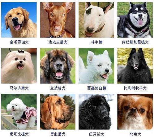 狗狗品种大全(怎么知道狗狗的品种)