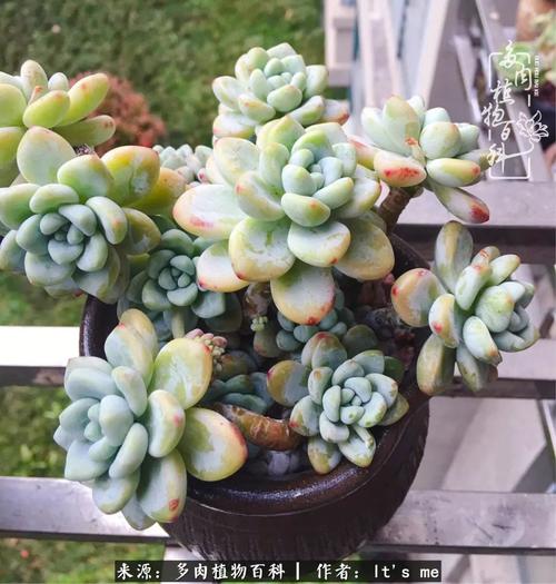 大尺寸的小黄说字多肉有哪些(大怪兽大战超银河传说国语)