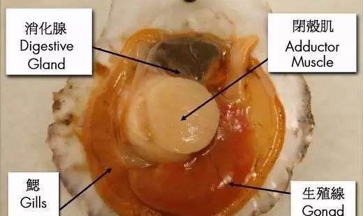 宝宝把腿分大点就可以吃到扇贝了(处nu膜是怎样才算破了)