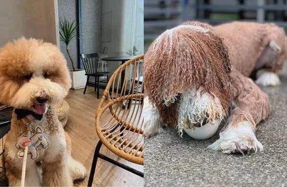 龚玥菲新金梅3D无删减迅雷(狗狗的东西又大又烫)