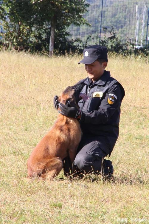 什么视频软件可以看警犬巴打(我想看警犬巴打)
