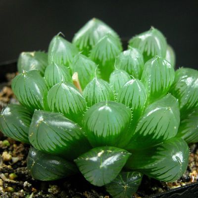 500短篇超污多肉推荐书包网