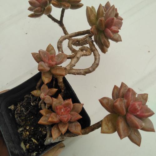 拯救疯批的我总在挨c(整篇都是车的多肉1V3比P文)