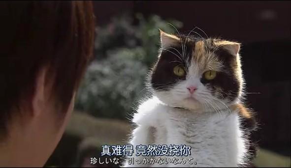 三色猫福尔摩斯的推理(骚妇湿的流了太喜欢插着)