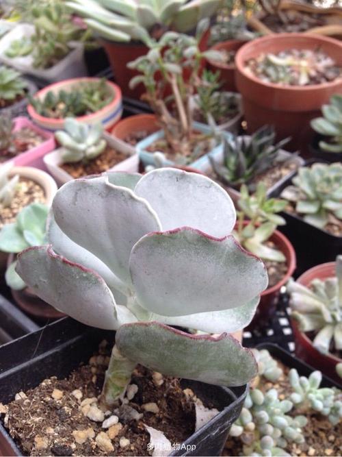 办公室车多肉多的1V2(办公室里吃你的扇贝) 办公室车多肉多的1V2(办公室里吃你的扇贝)