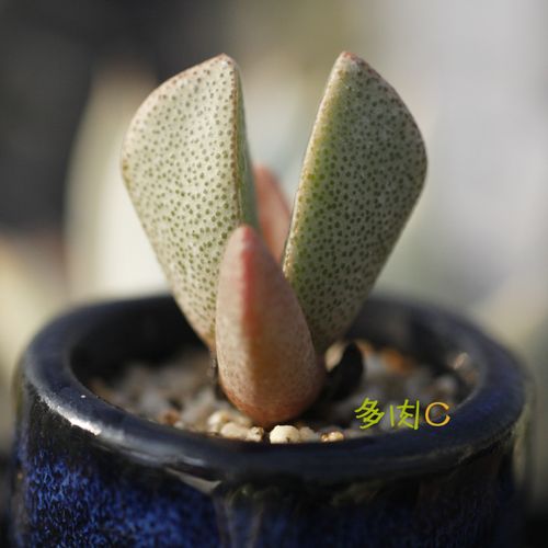 办公室车多肉多的1V2(办公室里吃你的扇贝) 办公室车多肉多的1V2(办公室里吃你的扇贝)