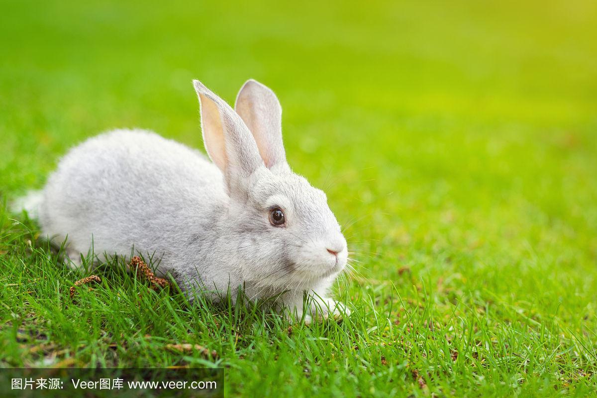 凸厕美女尿毛茸茸凸镜(兔子好软水好多h15)