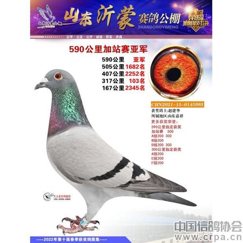 各地协会赛事(今天赛鸽比赛)