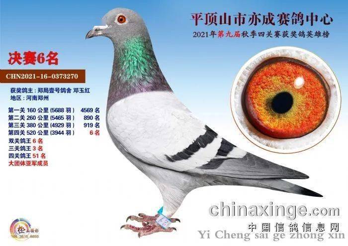 各地协会赛事(今天赛鸽比赛)