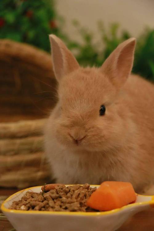 凸厕美女尿毛茸茸凸镜(兔子好软水好多h15)