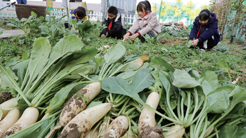 拔萝卜校园1v1 拔萝卜校园1v1