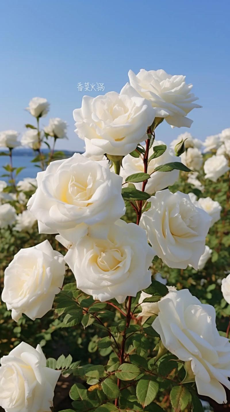 白玫瑰庄园BY南星山(白玫瑰庄园南星山小说) 白玫瑰庄园BY南星山(白玫瑰庄园南星山小说)