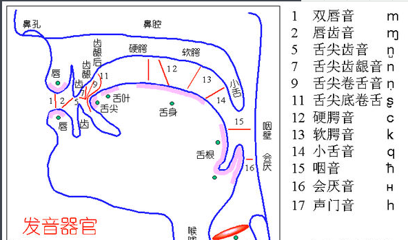 唱歌技巧和发声方法(唱歌气息发声训练方法)