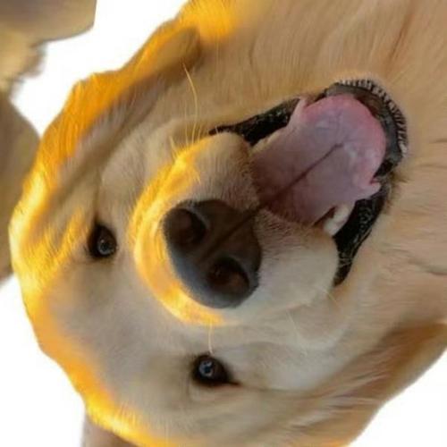 为歌而赞在哪个app看(为什么狗狗放进我里面就变大)