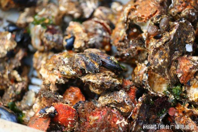 推荐小黄花必看的动漫(腿再分大点就可以吃到扇贝了)