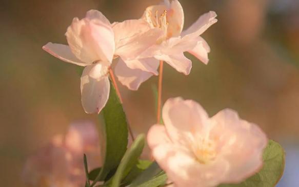 舌尖不断刺激她的花核(舍友太多了1V3海棠)