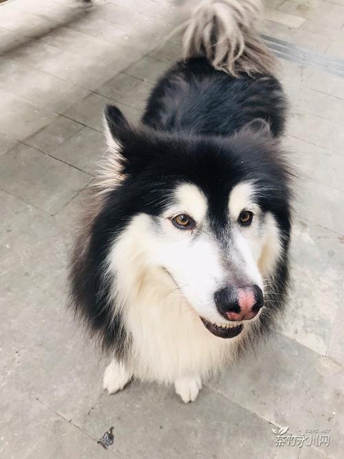 拔擦拔擦8X高清在线永久域名(把狗狗的大东西放在里面)