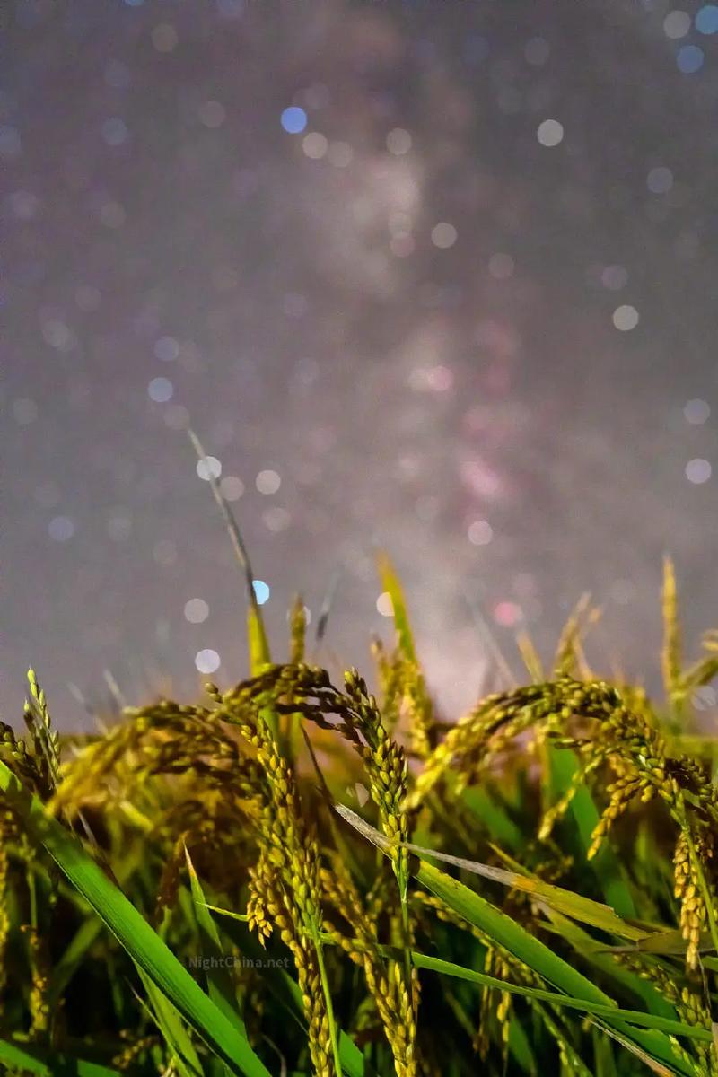 自w到抖还要继续吗(自己骑上来自己摇出来)