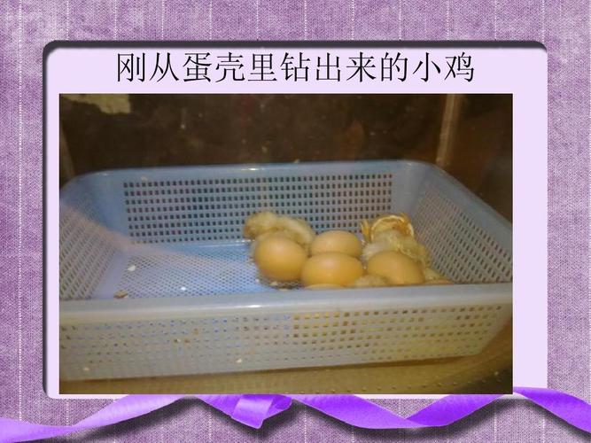 从小鸡里出来的白色液体是什么(粗壮在内径中横冲直)
