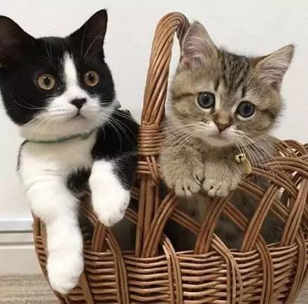 猫咪maomi在线观看(猫咪maomi在线观看,免费观看高清视频)