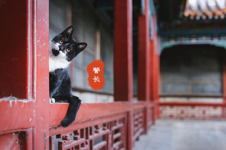 故宫有养猫的传统(故宫里的猫是怎么来的)