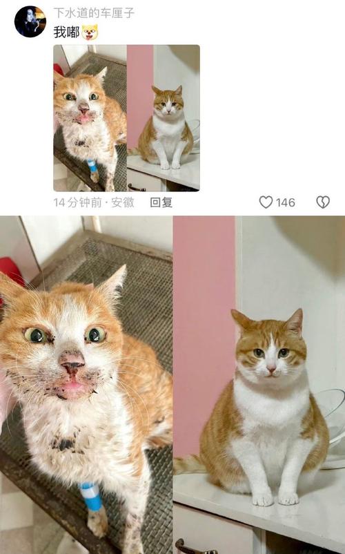 猫咪软件官网最新版本(猫咪软件官网最新版本是多少)