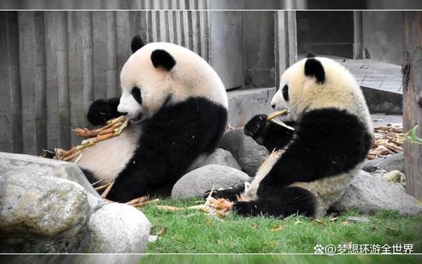 熊猫什么什么补充句子(熊猫什么时候吃竹子的)