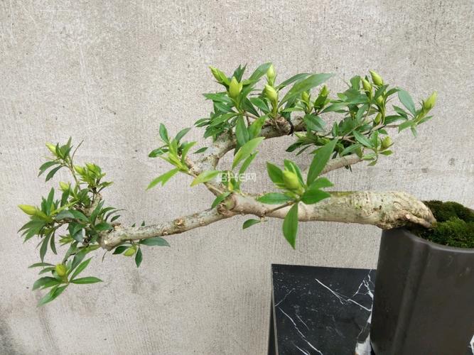 玫瑰小镇开启水盆的符石(栀子花可以嫁接茉莉花吗)